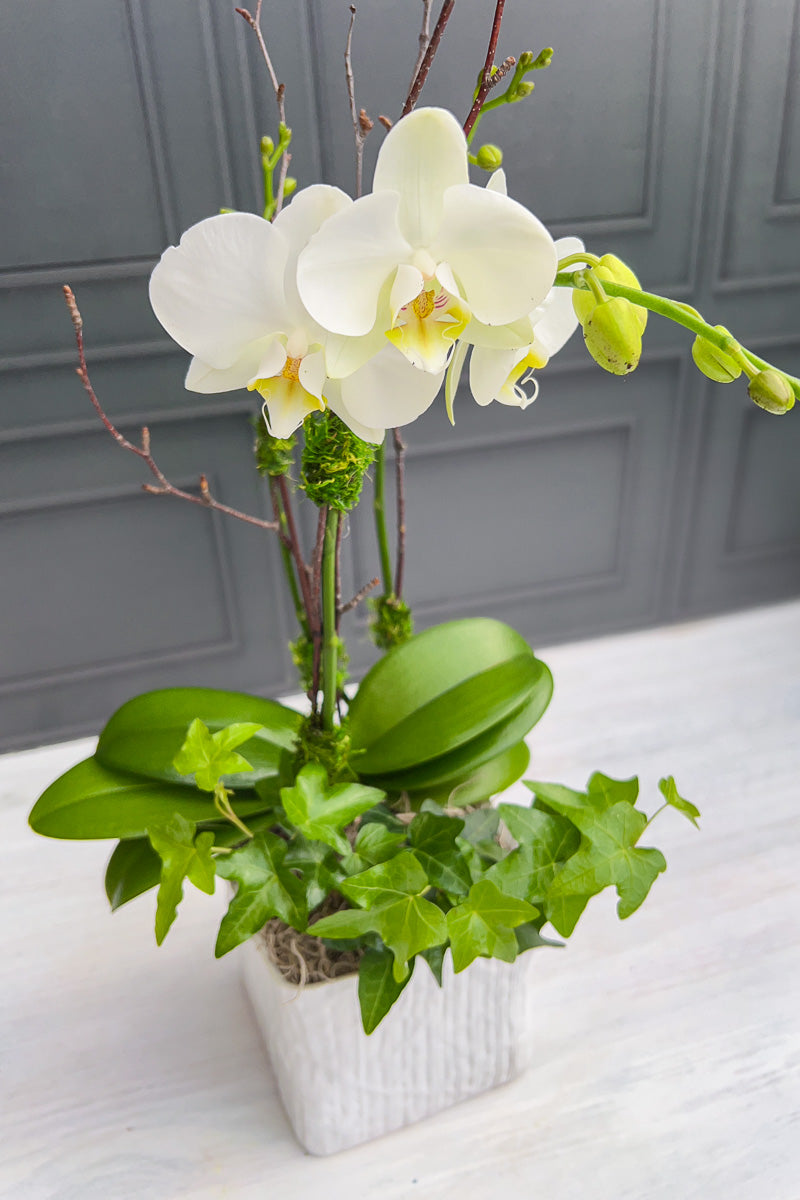 Chalet-nursery Signature White Orchid Linen
