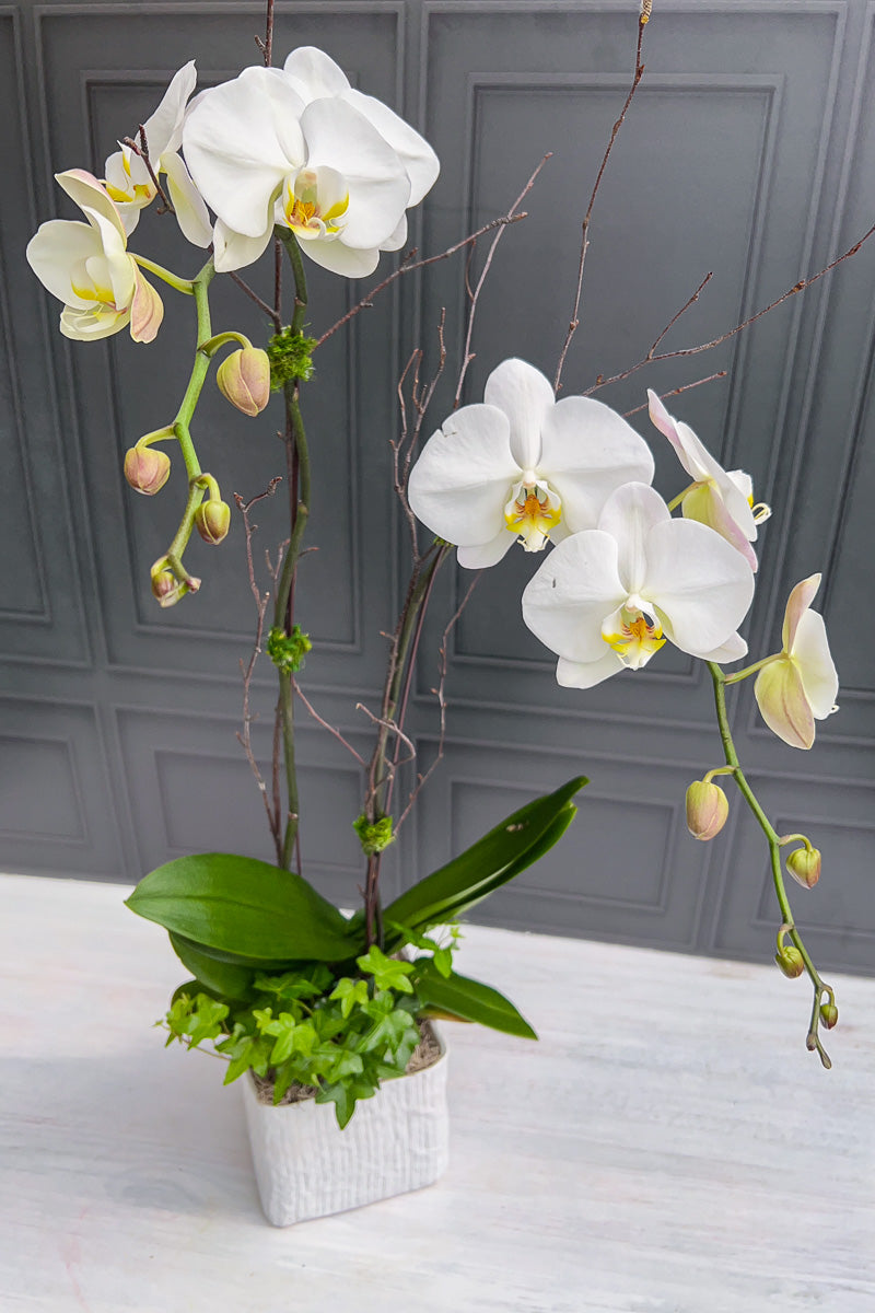 Chalet-nursery Signature White Orchid Linen