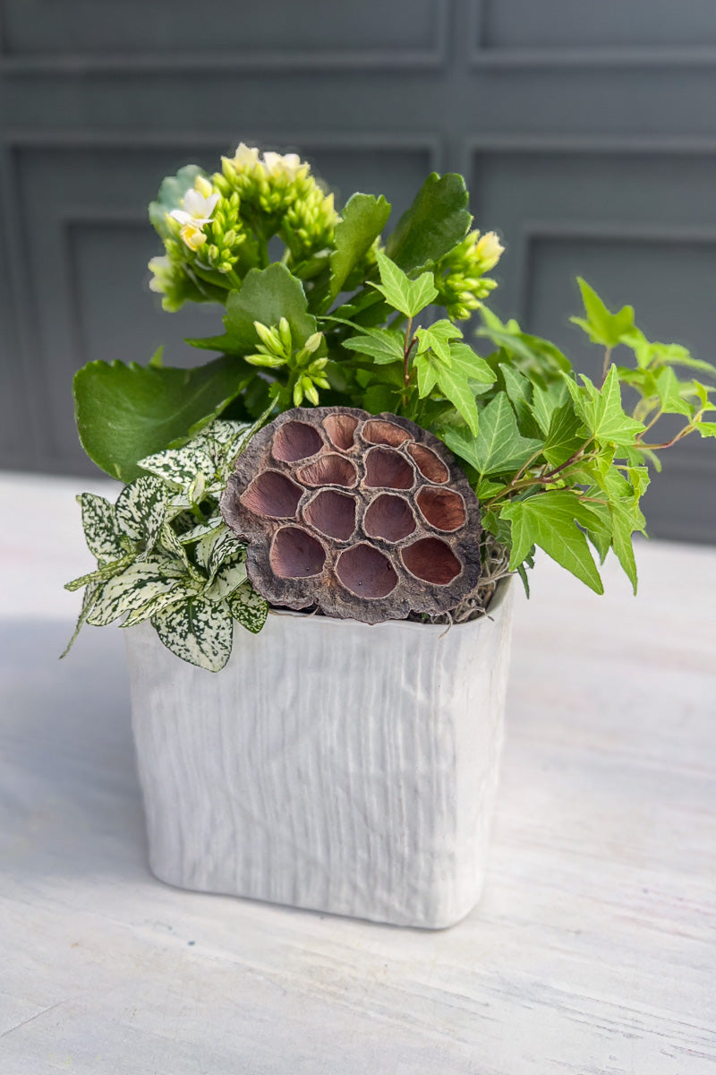Chalet-nursery Signature White Flowering