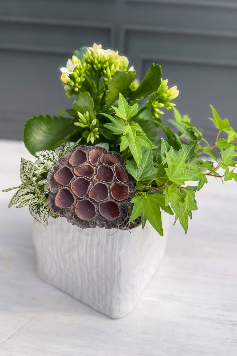 Chalet-nursery Signature White Flowering
