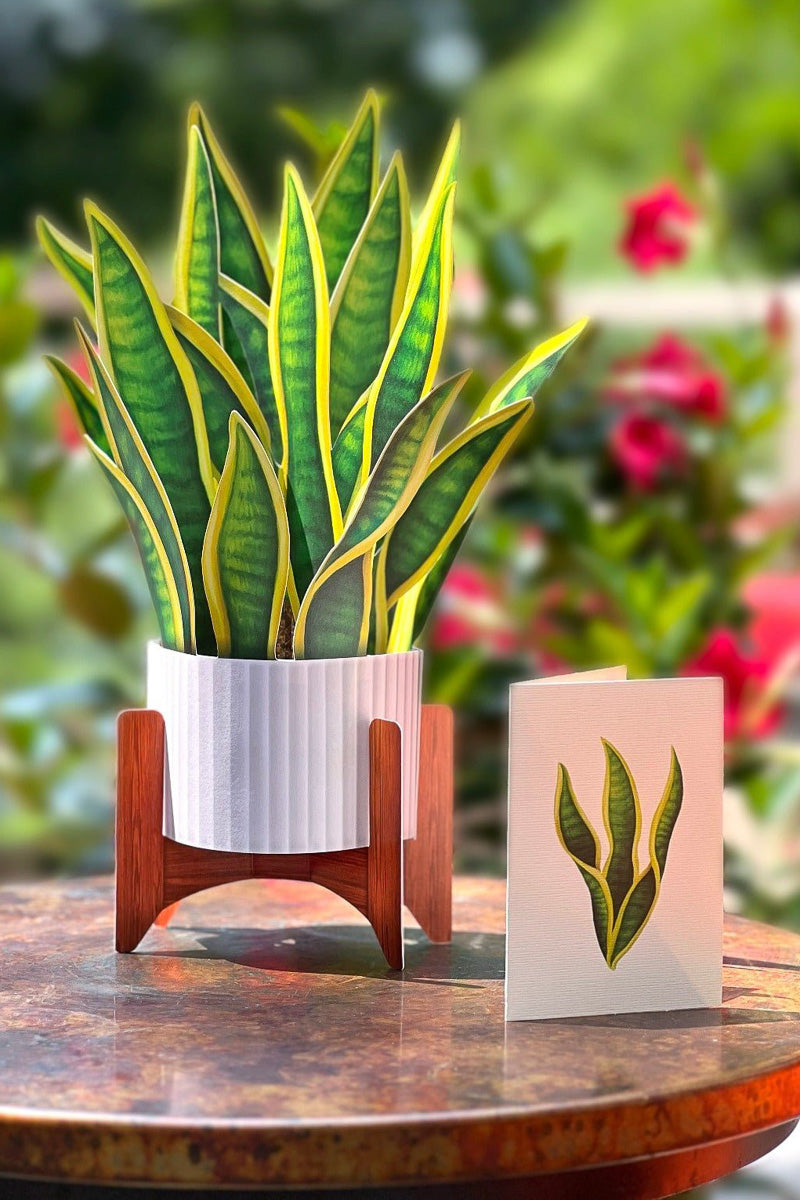 FreshCut Paper Snake Plant