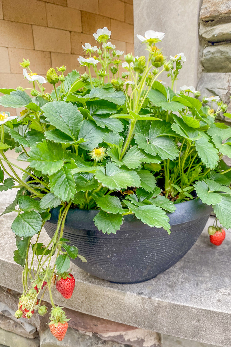 Strawberry Bowl