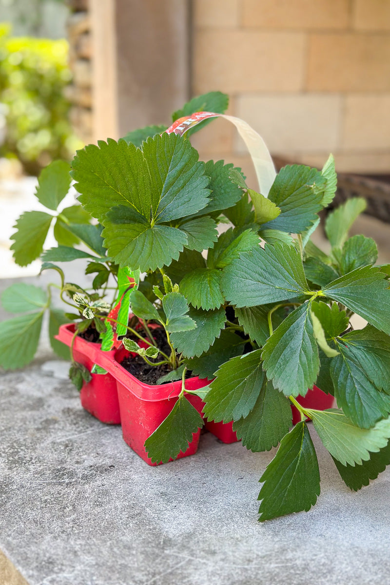 Strawberry