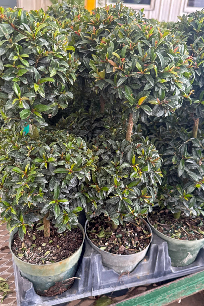 Eugenia, Globulus 2-Ball 6" Topiary