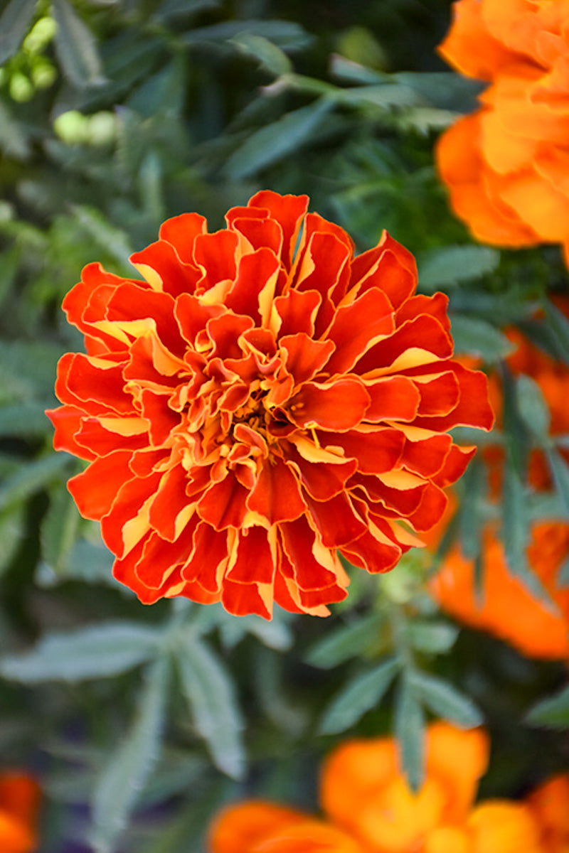 Marigold Durango Red