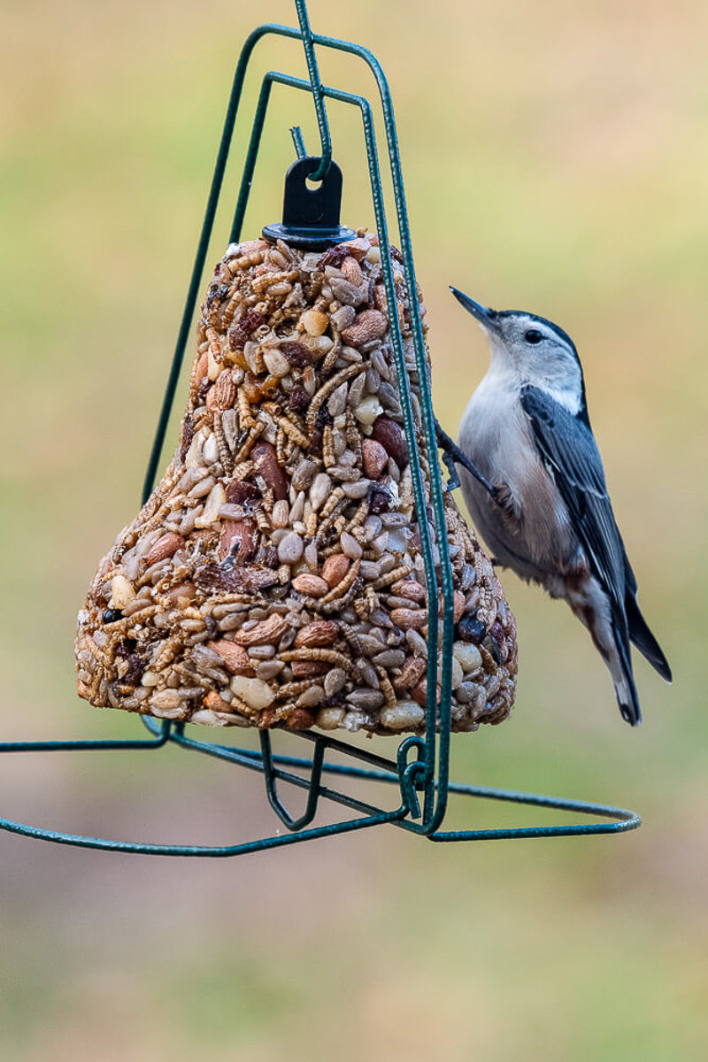 Mr. Bird Bugs, Nuts & Fruit Bell
