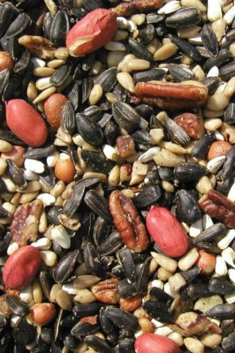Cole's Special Feeder Bird Seed 10 lb