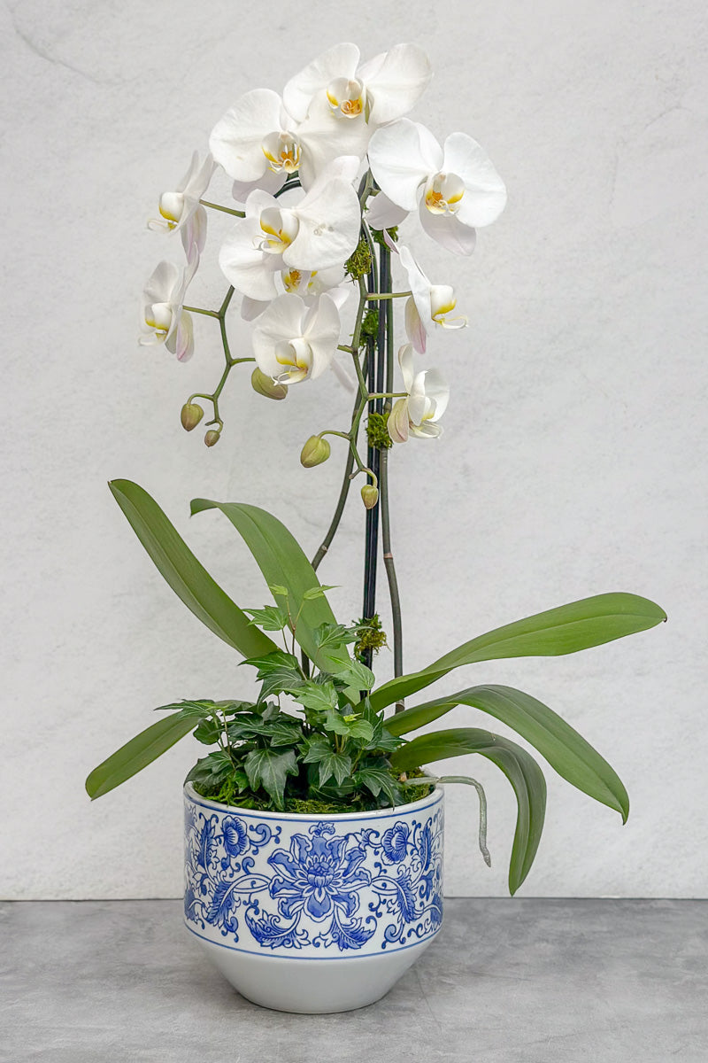 Chalet-nursery Signature Waterfall Orchid Kimsey 7"