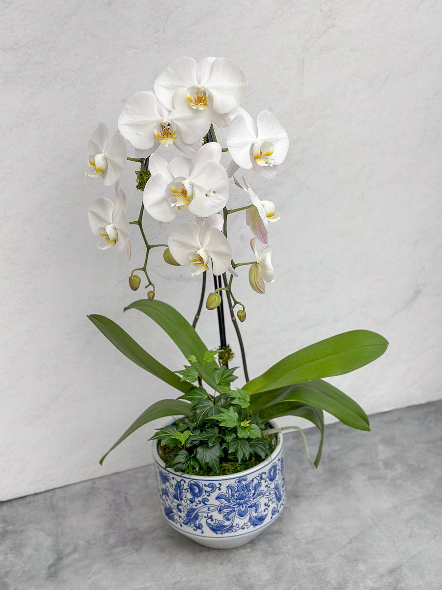 Chalet-nursery Signature Waterfall Orchid Kimsey 7"