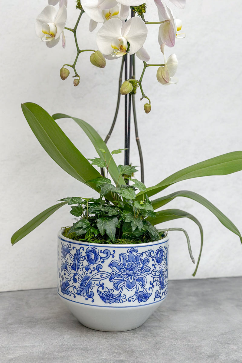 Chalet-nursery Signature Waterfall Orchid Kimsey 7"