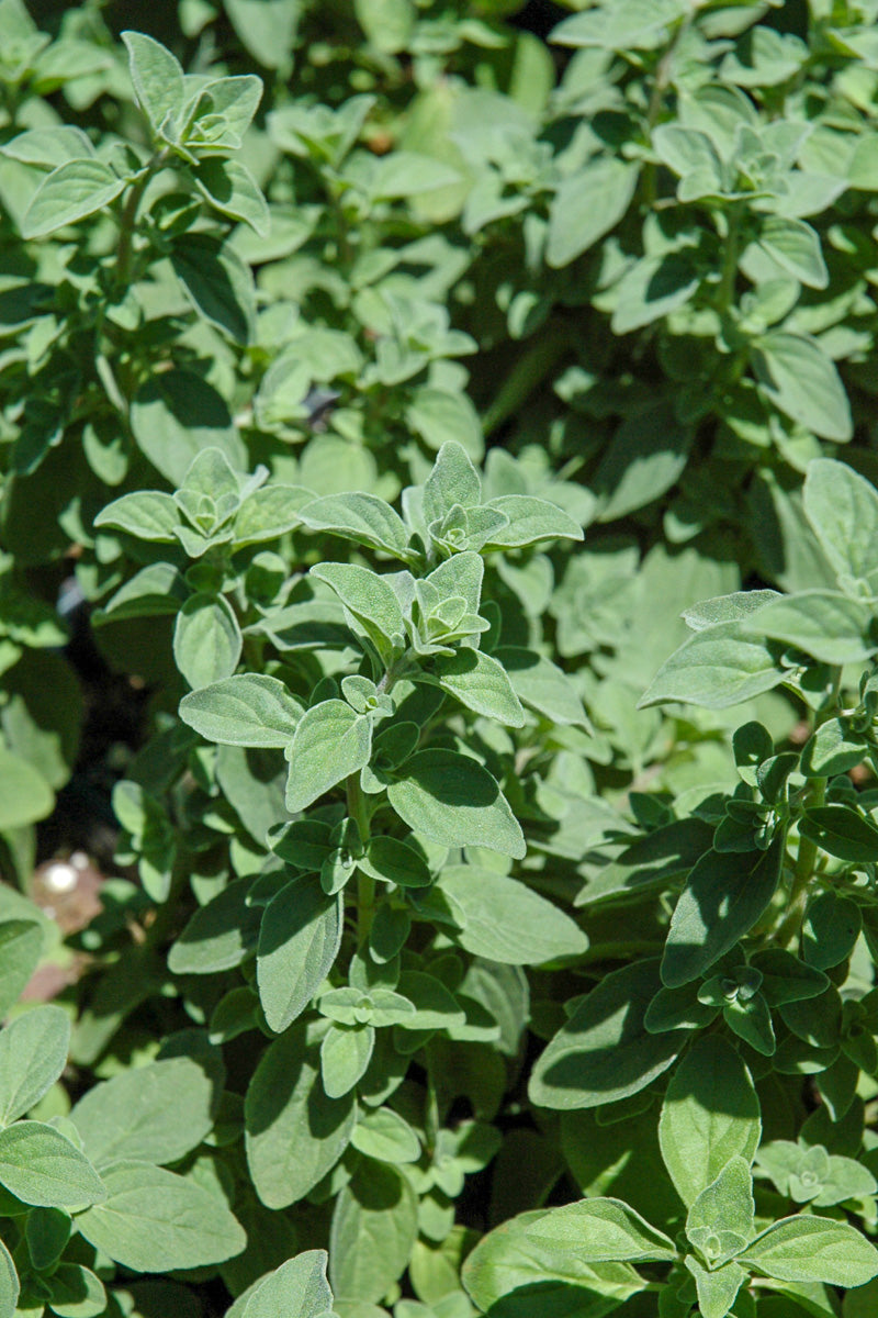 Organic Herb, Oregano Italian