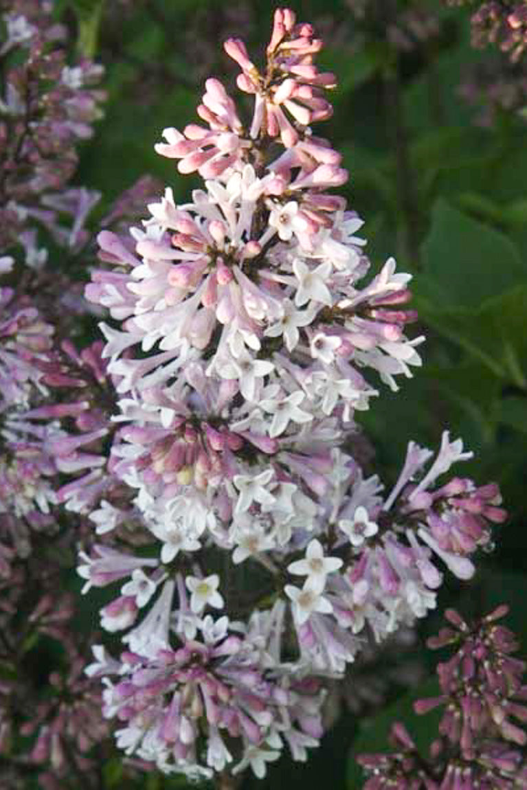 Lilac, Violet Uprising