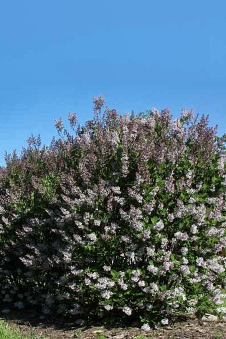 Lilac, Violet Uprising