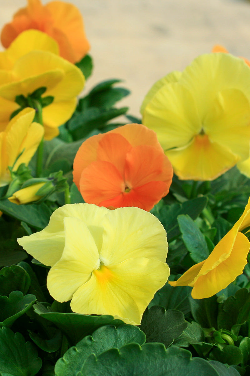 Pansy, Amber Mix