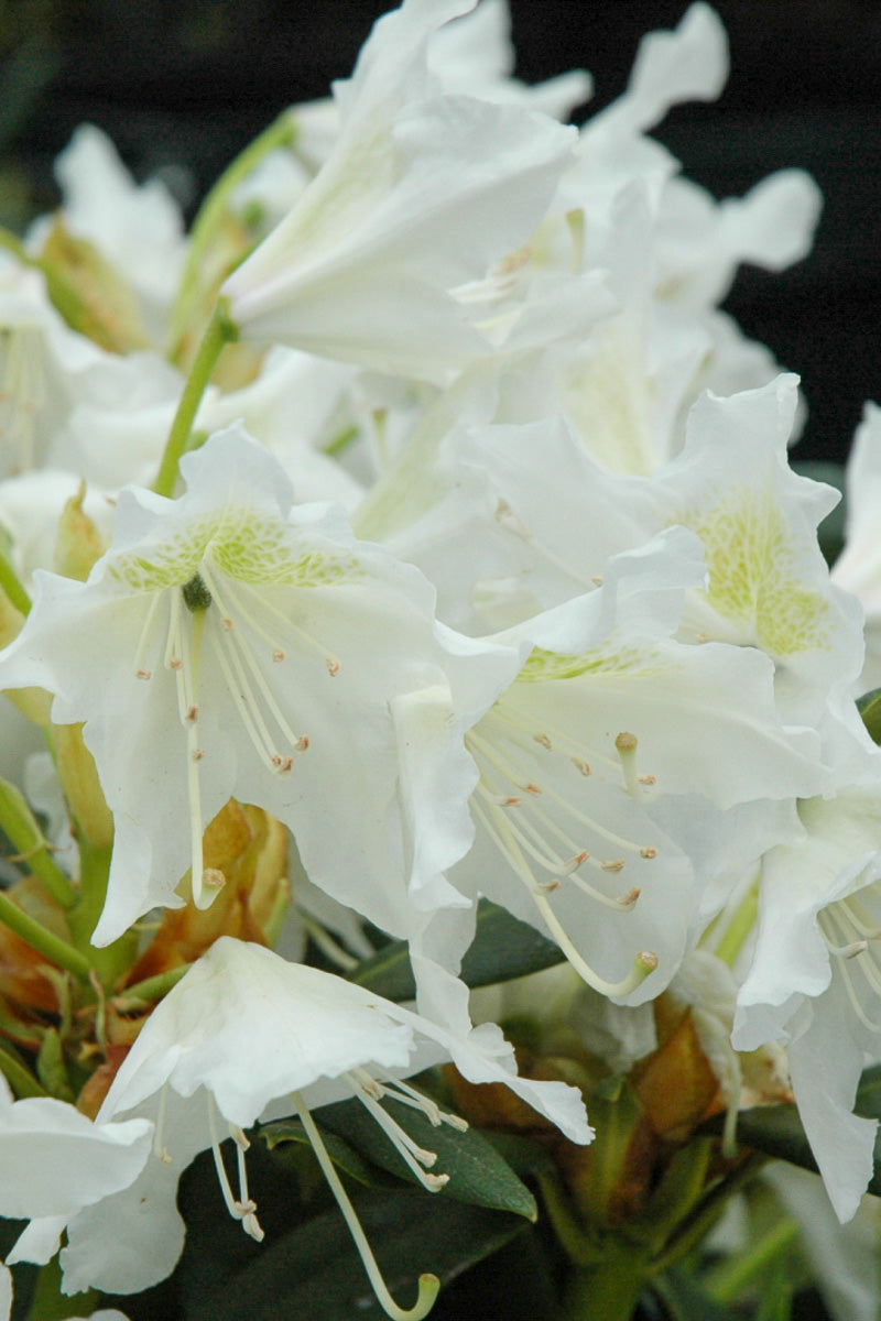 Rhododendron, Cunningham White