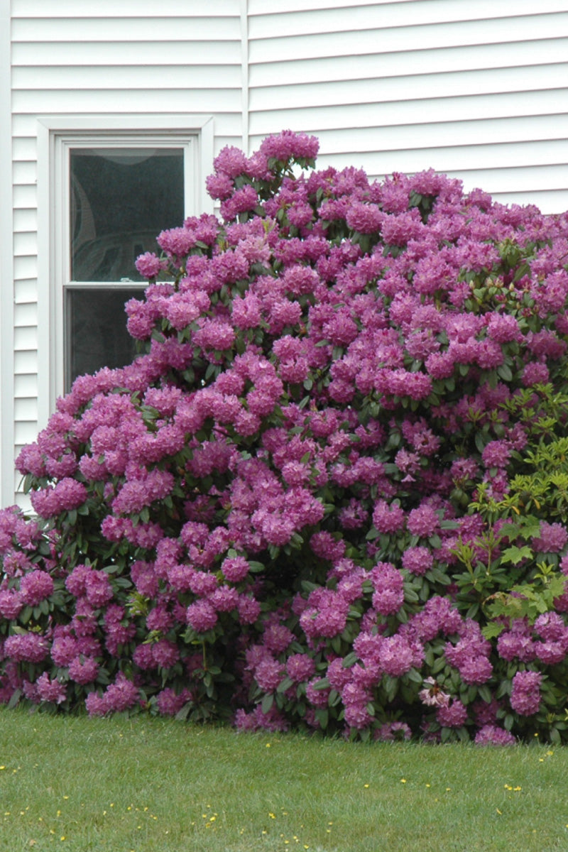 Rhododendron,  Purple Elegans