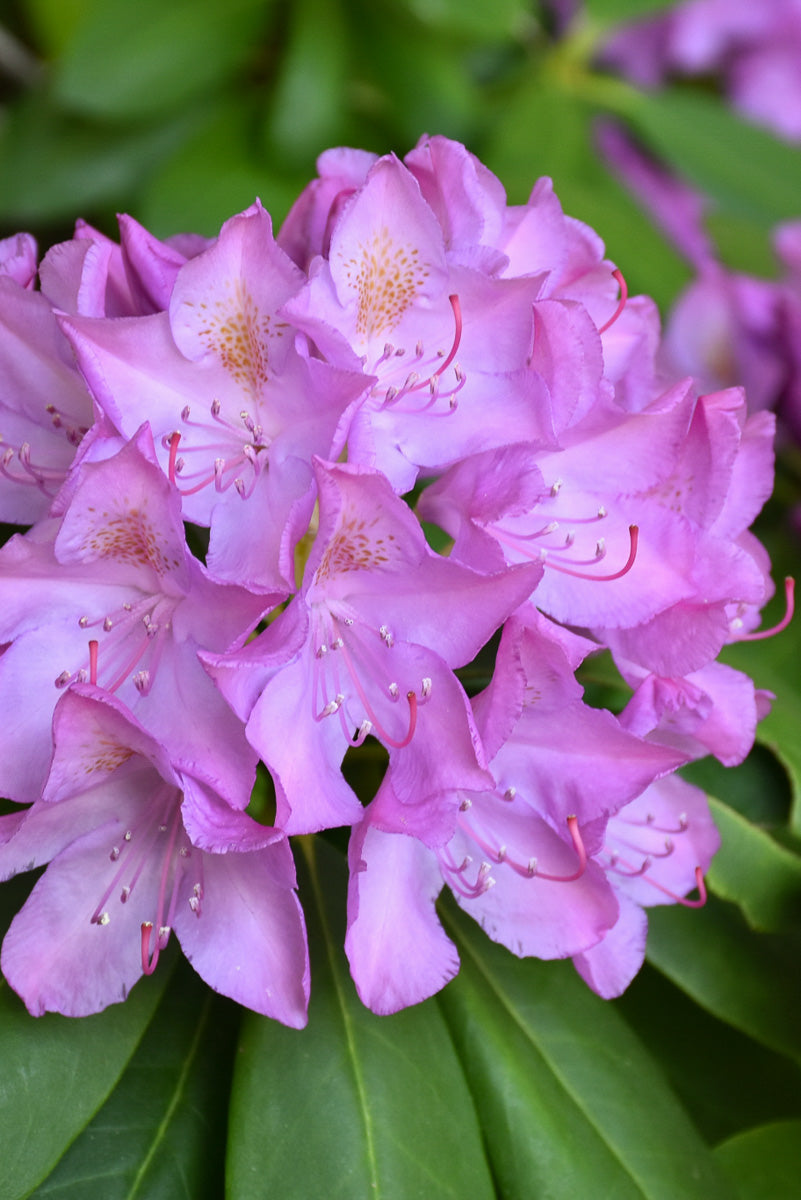 Rhododendron,  Purple Elegans
