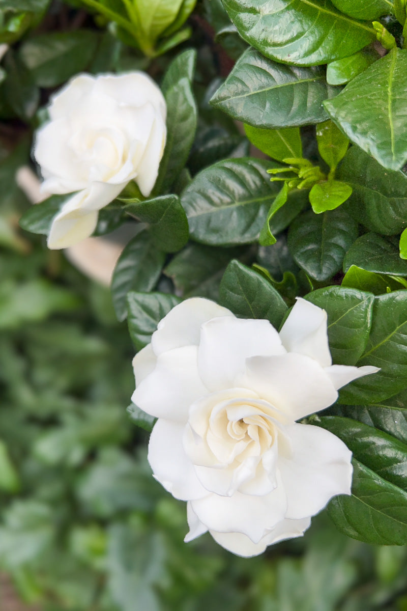 Gardenia, Topiary 6"