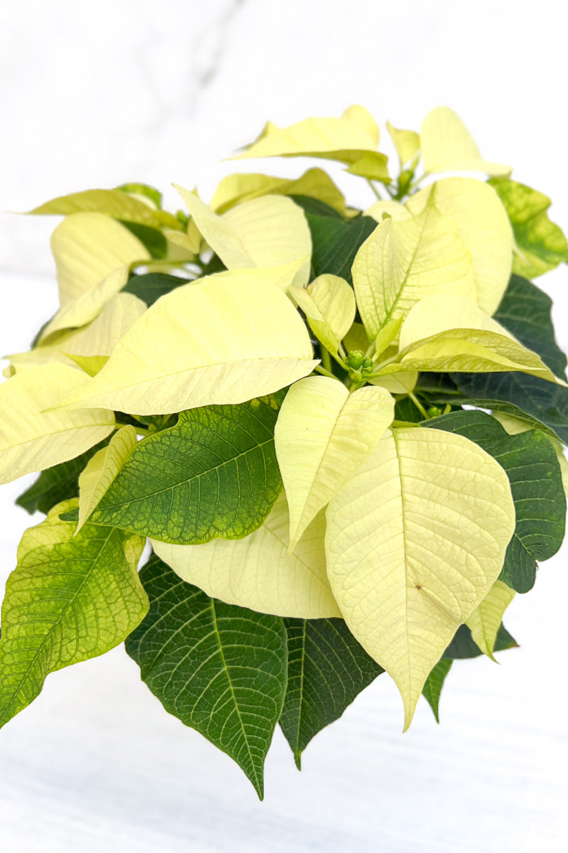 Poinsettia, White 4"