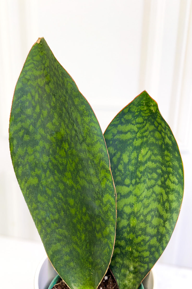 Snake Plant, Shark Fin 6"