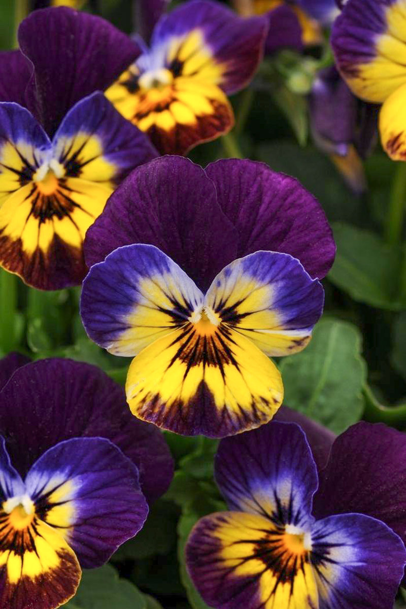 Pansy, Matrix Midnight Glow