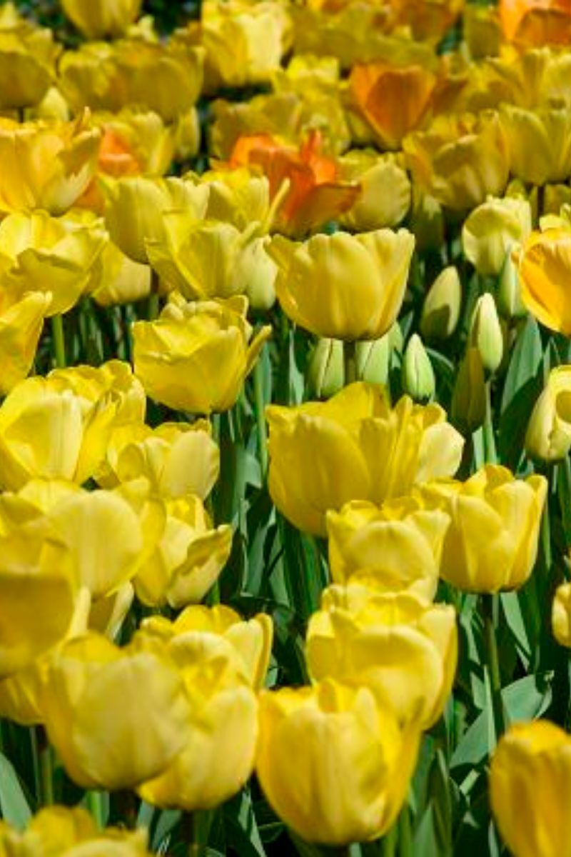 DeVroomen, Tulips Darwin Hybrid Daydream Bulbs 5/Pack