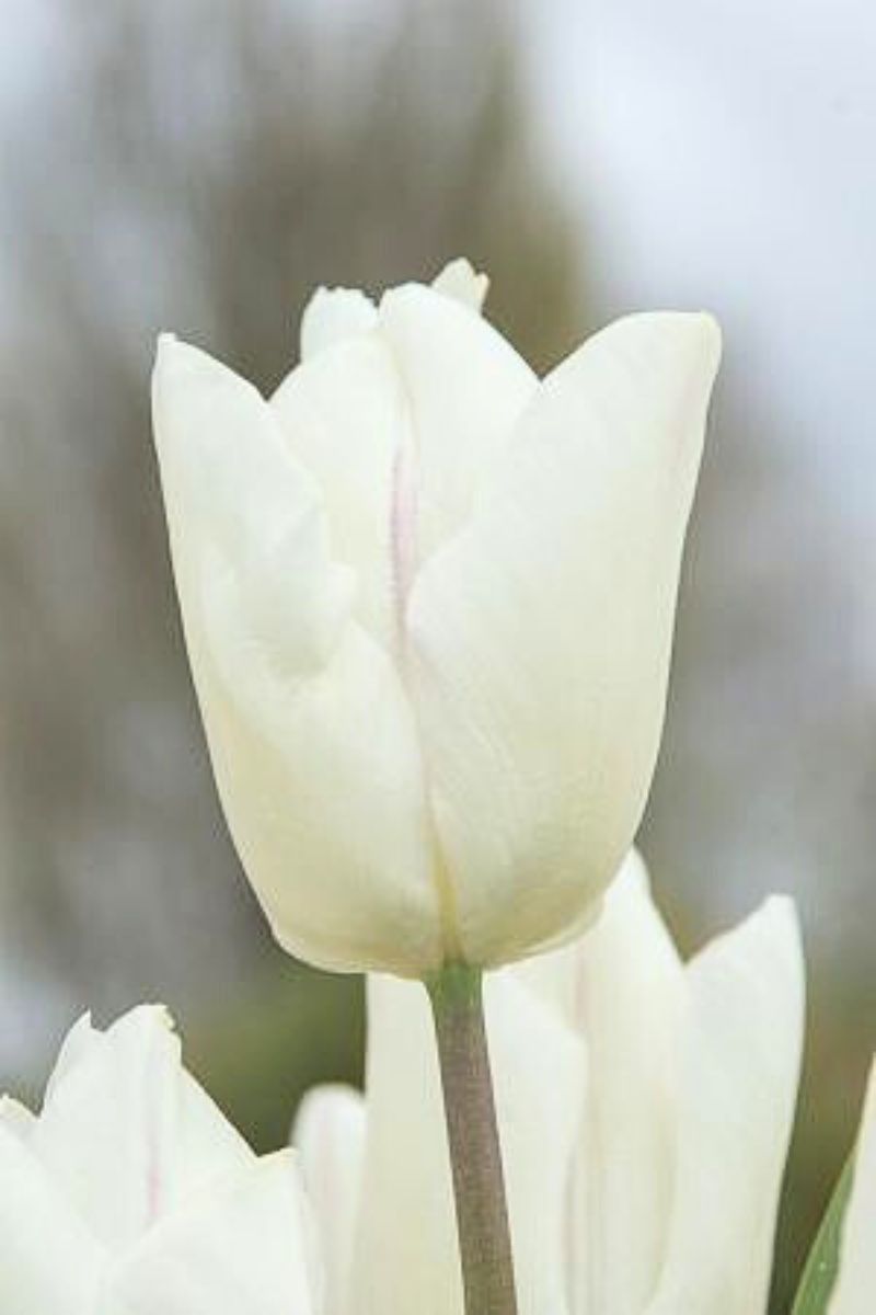 DeVroomen Tulipa Single Early White Prince Bulbs 10/Pack