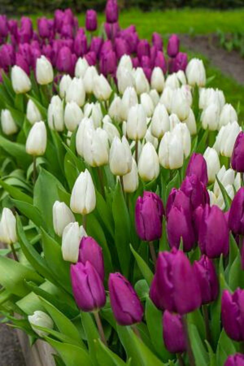 DeVroomen Tulipa Single Early White Prince Bulbs 10/Pack