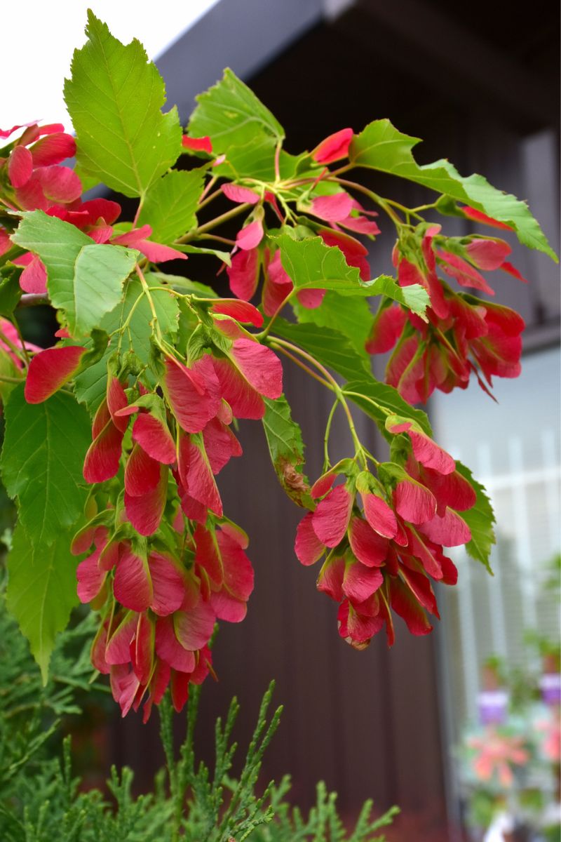 Maple, Amur Ruby Slippers