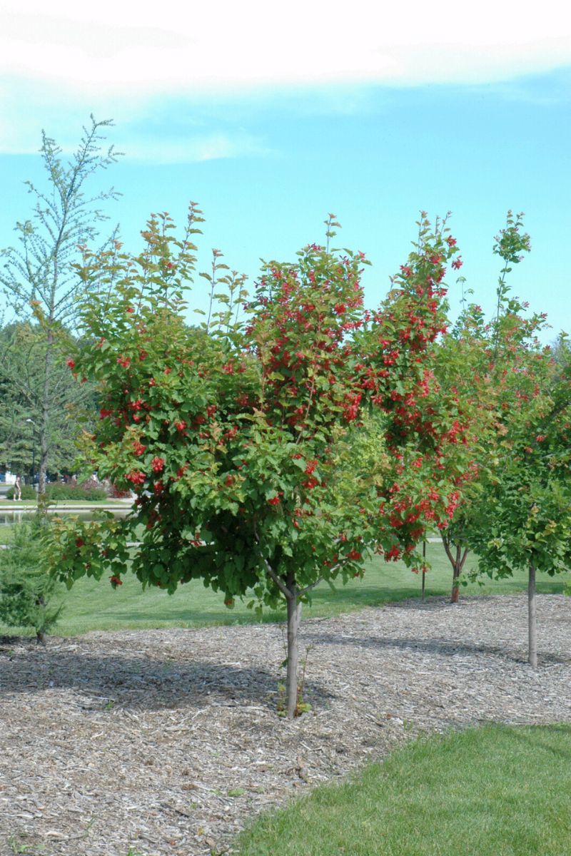 Maple, Amur Ruby Slippers