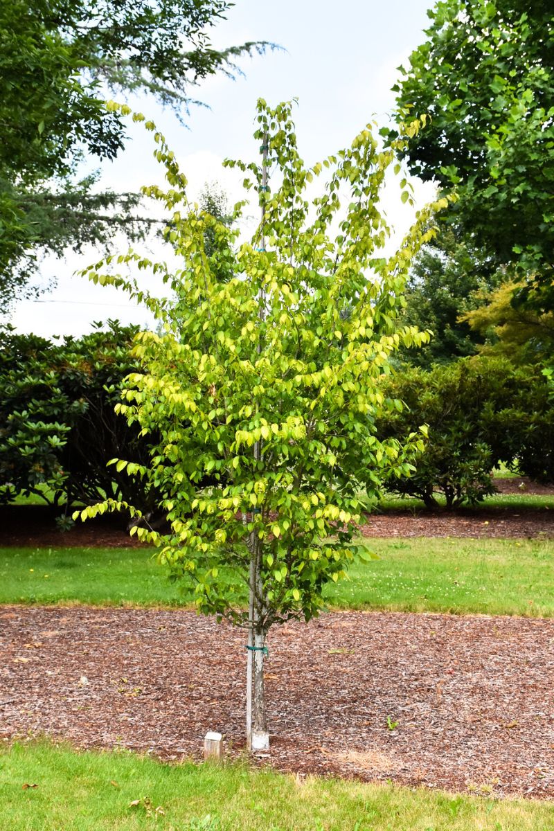 Hornbeam, American Palisade