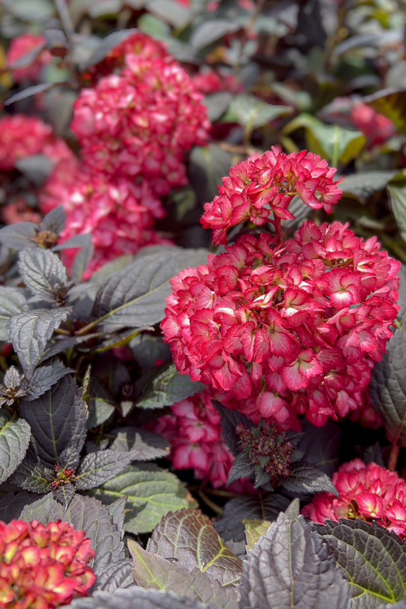 Hydrangea, Eclipse