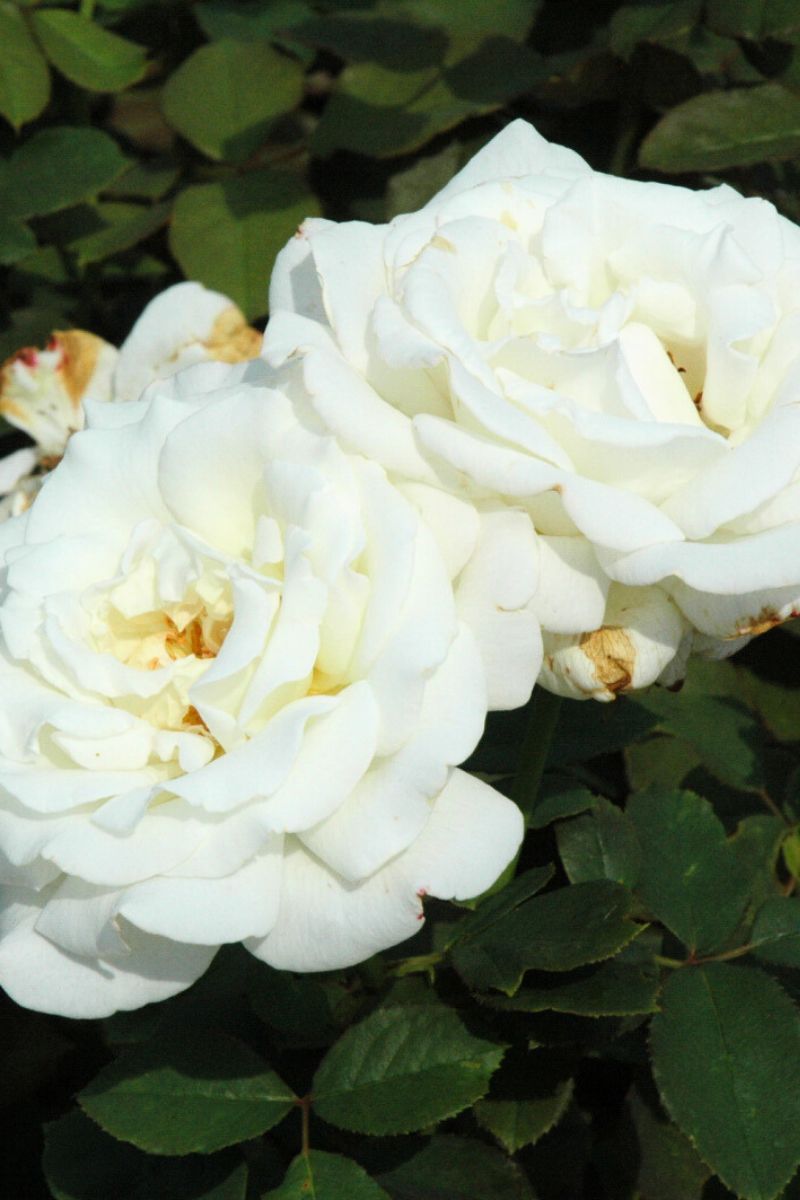 Rose, Pope John Paul II