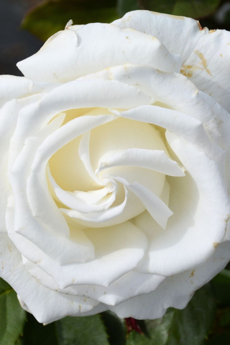Rose, Pope John Paul II