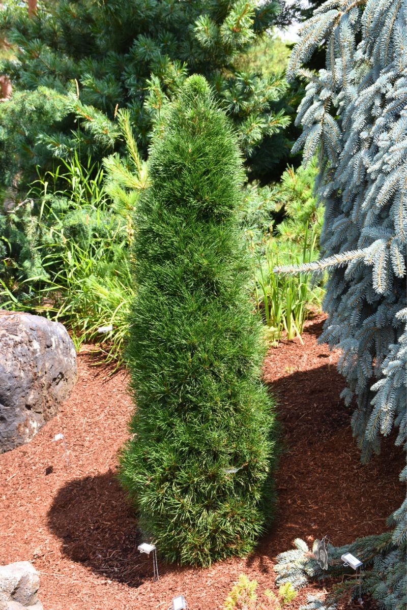 Pine, Scotch Green Penguin