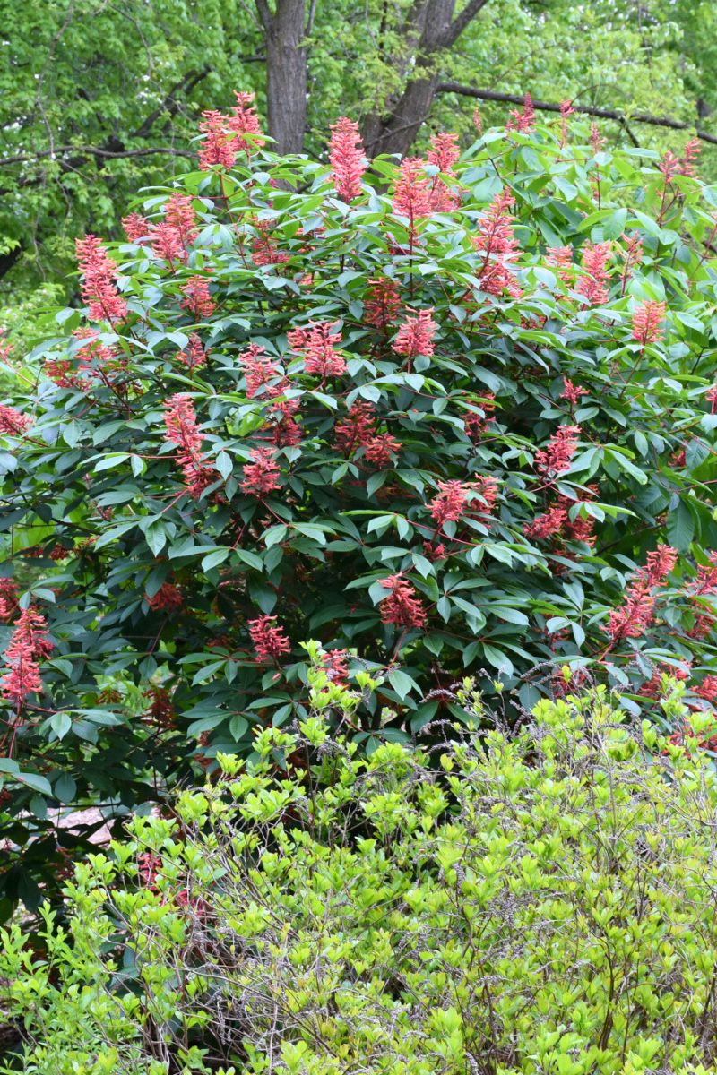 Buckeye, Red