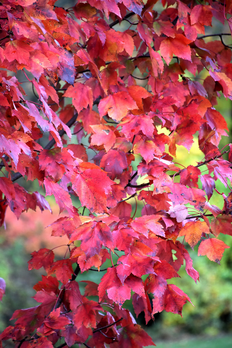 Maple, Red