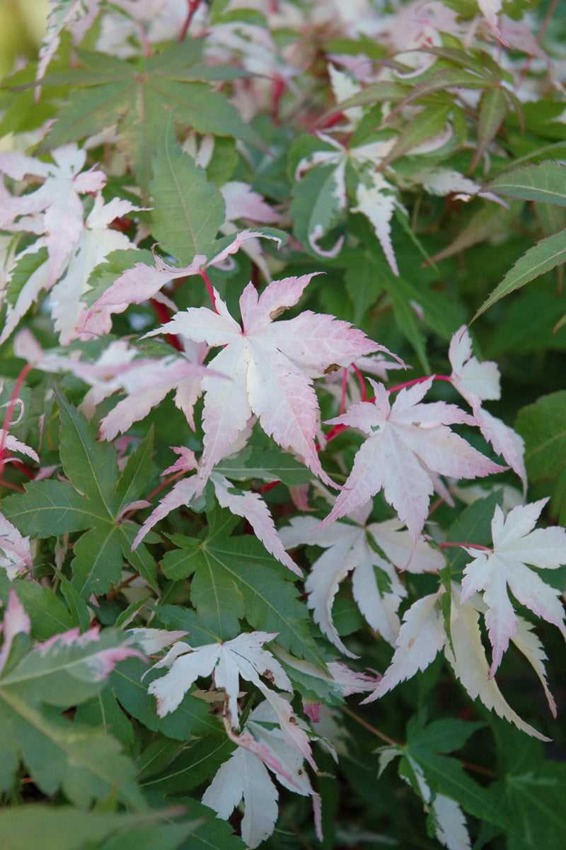 Japanese Maple, Ukigumo