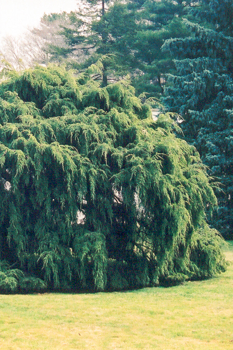 Hemlock, Weeping
