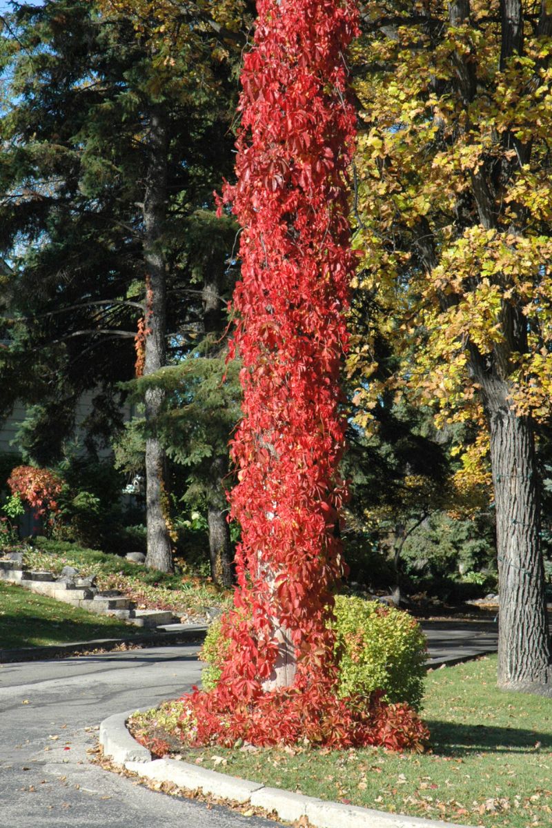 Vine, Virginia Creeper