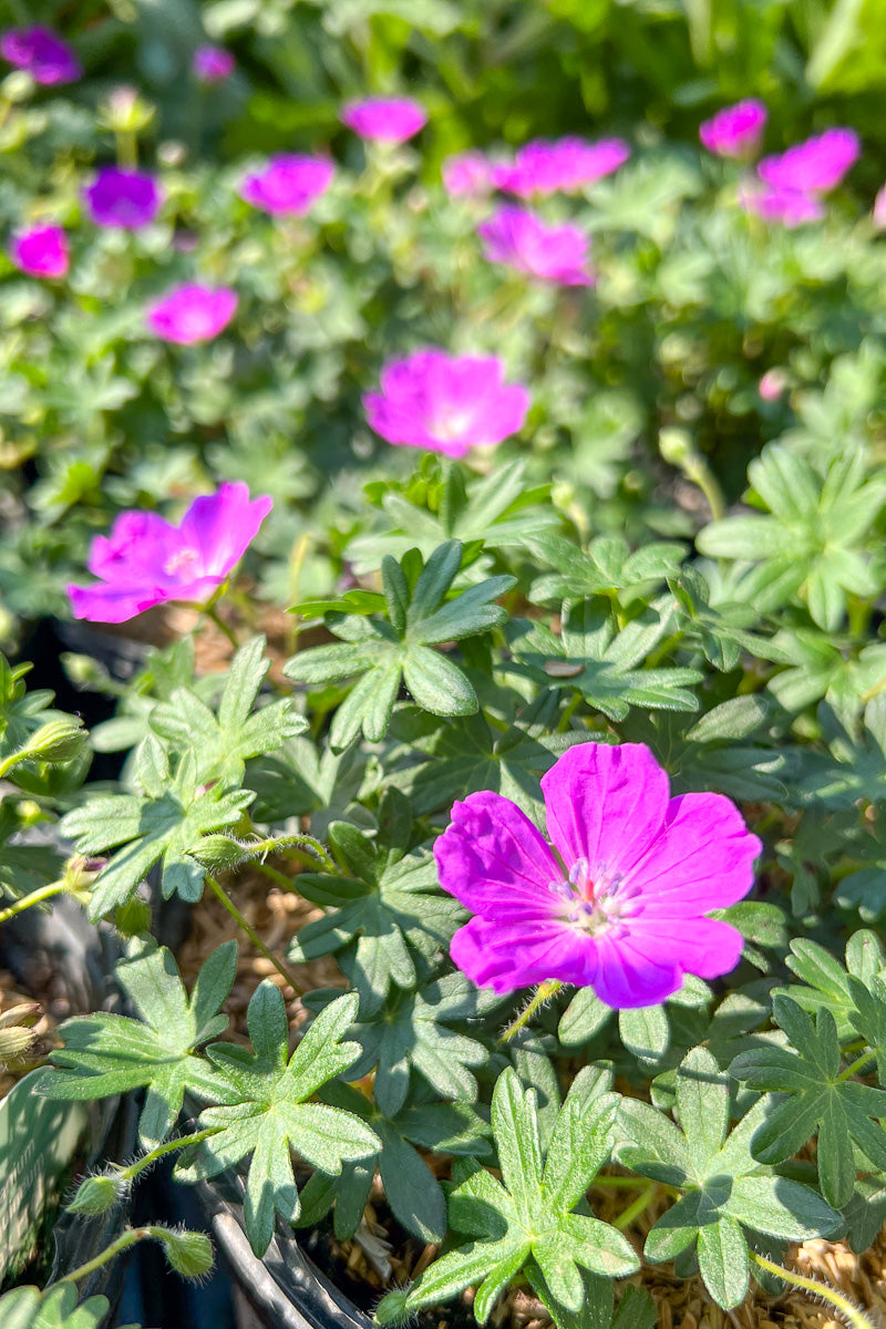 Geranium, Max Frei