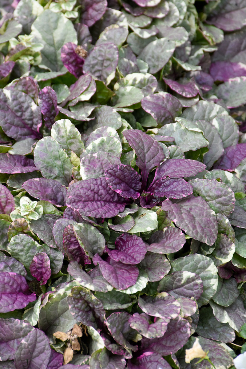 Ground Cover, Ajuga Burgundy Glow