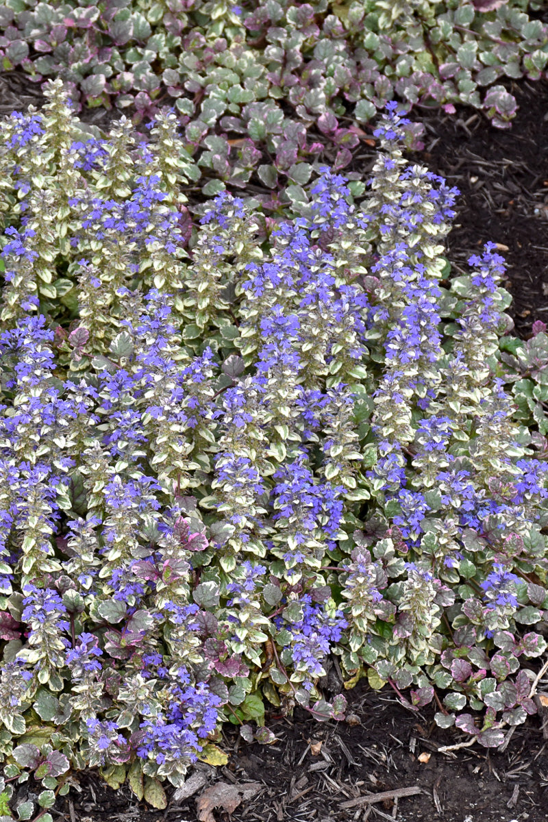 Ground Cover, Ajuga Burgundy Glow