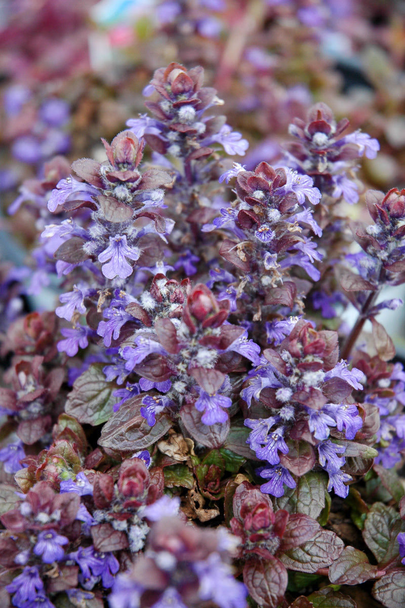 Ground Cover, Ajuga Bronze Beauty
