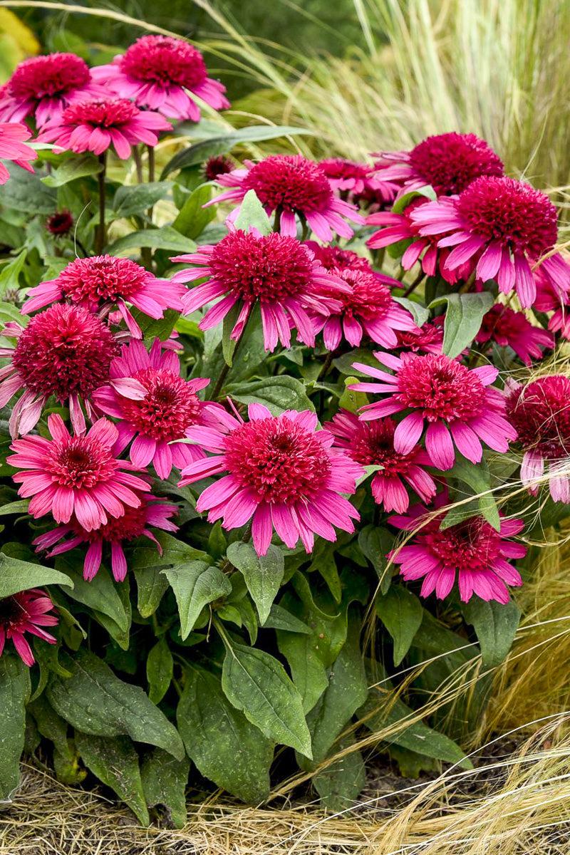 Coneflower, Raspberry Beret