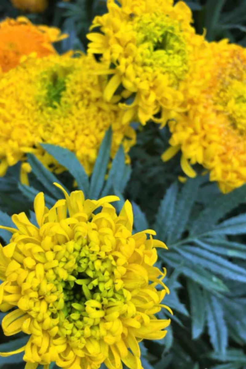 Renee's Garden Butterfly Flowers Spinning Wheels Marigolds Seeds