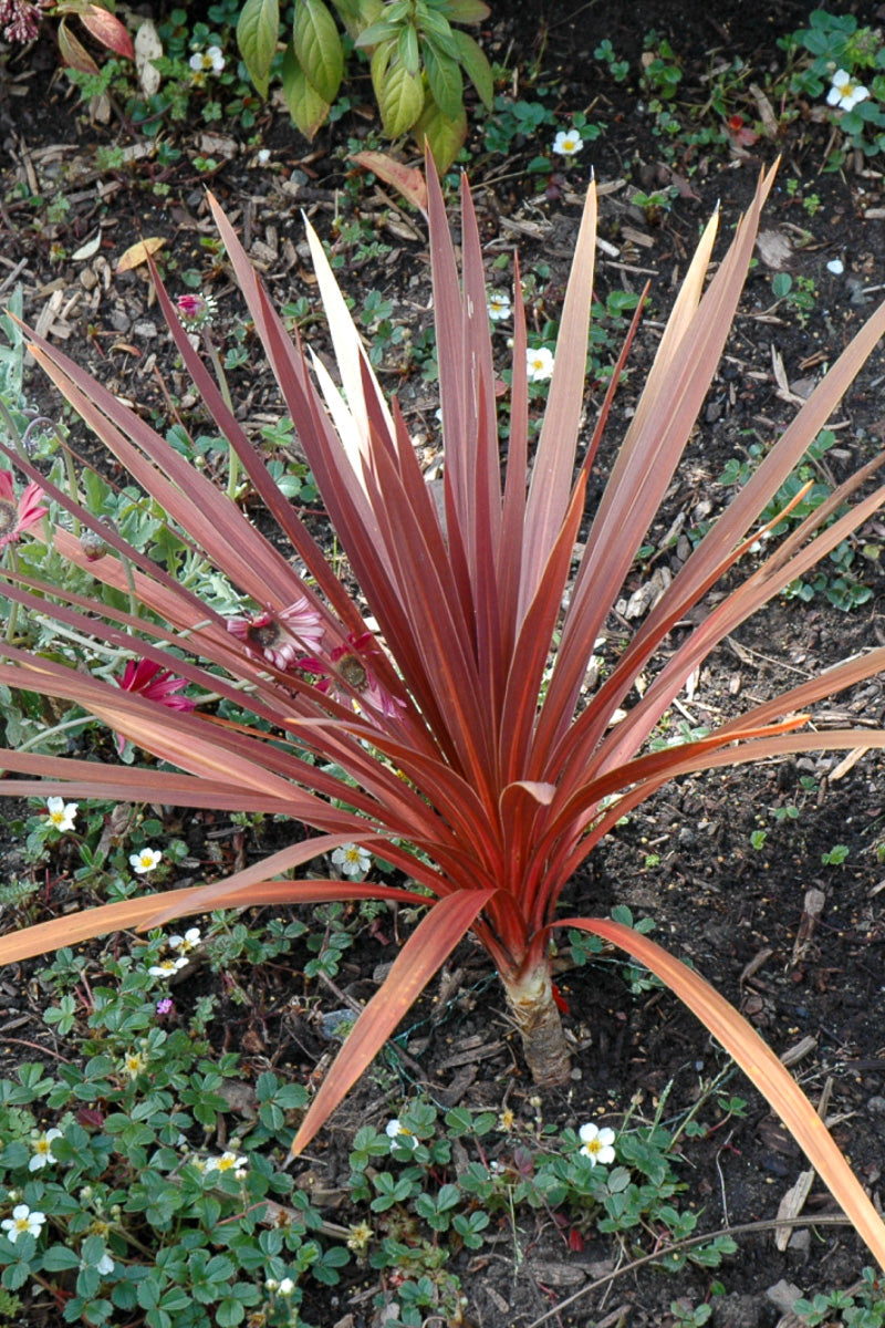 Cordyline, Red Star 6"