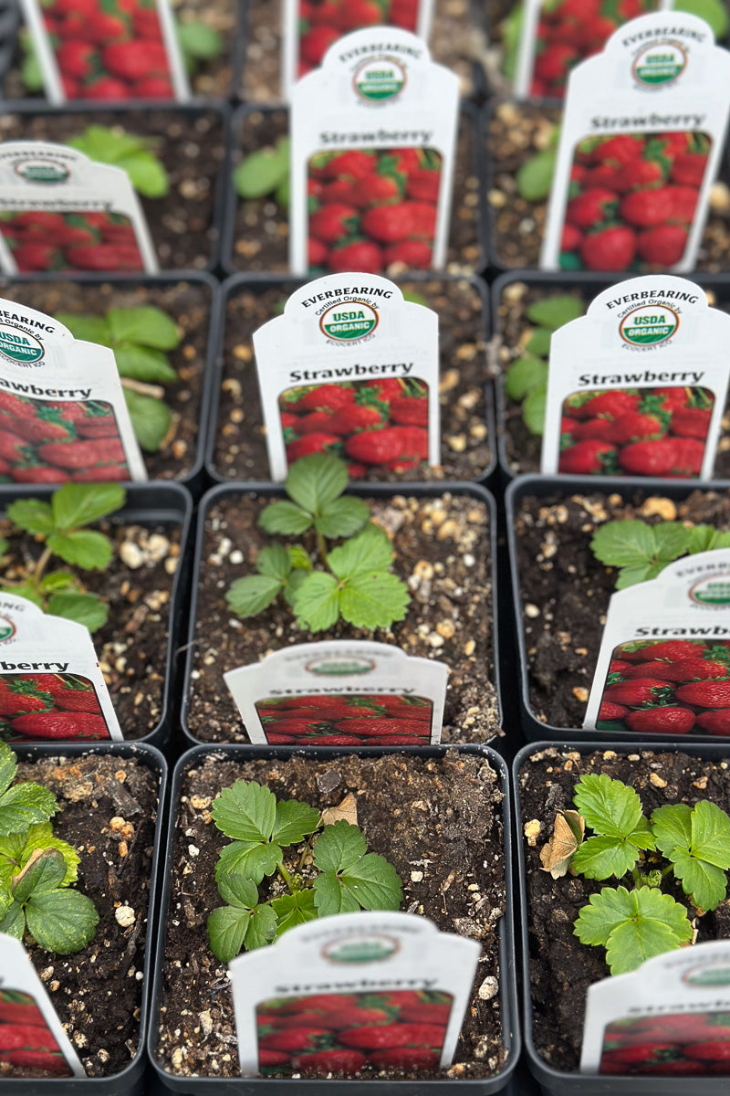 Organic Strawberry