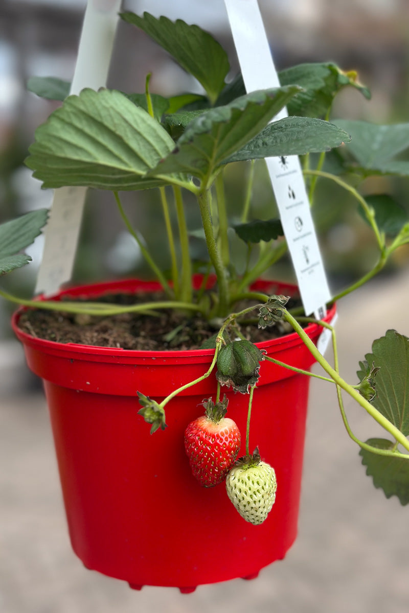 Strawberry