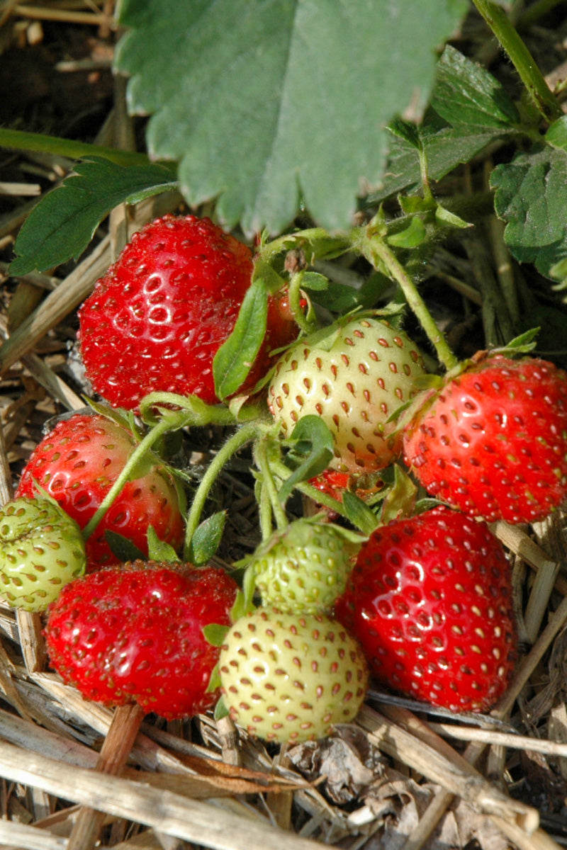 Organic Strawberry